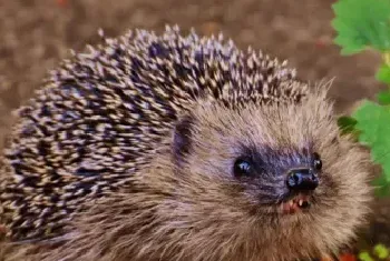 郝庆海养刺猬 兴趣变赚钱项目