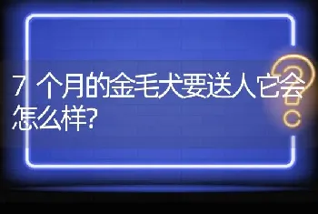 7个月的金毛犬要送人它会怎么样？