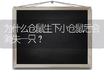 为什么仓鼠生下小仓鼠后会消失一只？