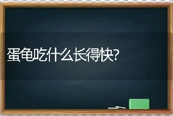 蛋龟吃什么长得快？