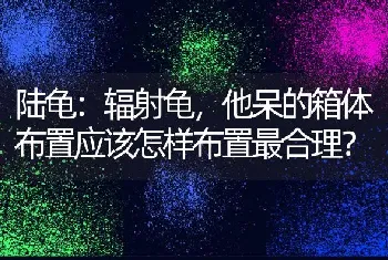 陆龟：辐射龟，他呆的箱体布置应该怎样布置最合理？