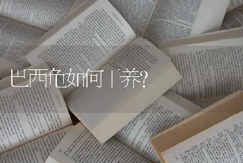 巴西龟如何干养？