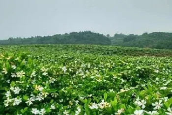 栀子花总是出现花苞发黑脱落的问题，那么应该要怎么解决好？