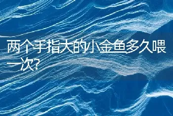 两个手指大的小金鱼多久喂一次？