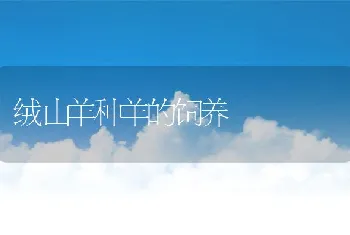 鳜鱼苗种培育