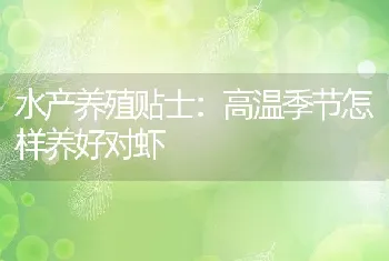 高温季节怎样养好对虾