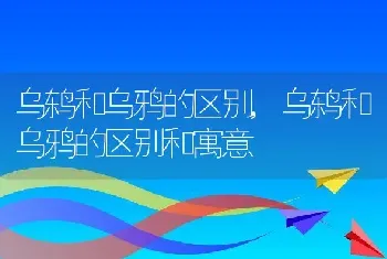 乌鸫和乌鸦的区别，乌鸫和乌鸦的区别和寓意