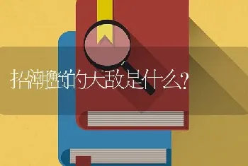 招潮蟹的天敌是什么？