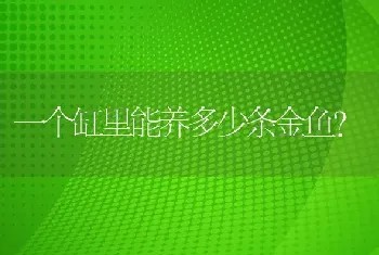 一个缸里能养多少条金鱼？