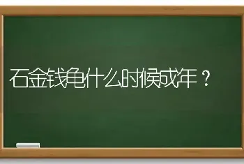 石金钱龟什么时候成年？