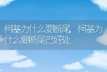 柯基为什么要断尾，柯基为什么要断尾巴好处