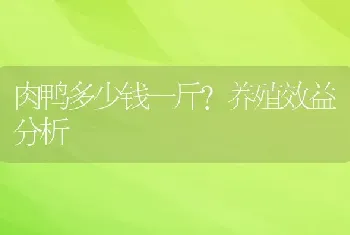 肉鸭多少钱一斤？养殖效益分析