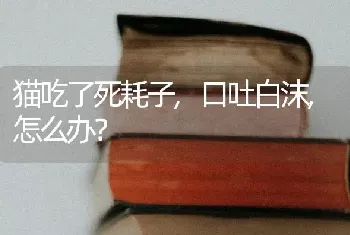 猫吃了死耗子,口吐白沫,怎么办？