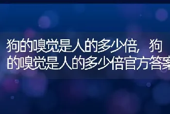 狗的嗅觉是人的多少倍，狗的嗅觉是人的多少倍官方答案