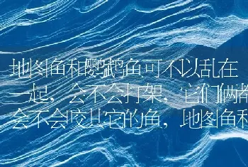 白文鸟好繁殖吗？