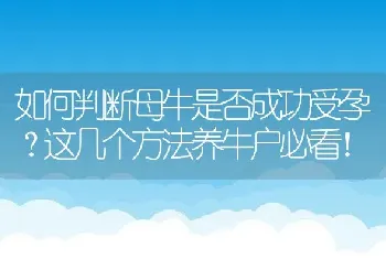 如何判断母牛是否成功受孕？这几个方法养牛户必看！