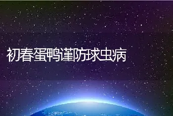 初春蛋鸭谨防球虫病