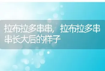 拉布拉多串串，拉布拉多串串长大后的样子