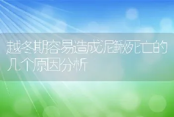 越冬期容易造成泥鳅死亡的几个原因分析