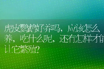 虎皮鹦鹉好养吗，应该怎么养，吃什么呢，还有怎样才能让它繁殖？