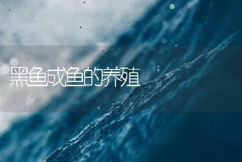 黑鱼成鱼的养殖