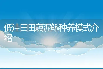 低洼田田藕泥鳅种养模式介绍