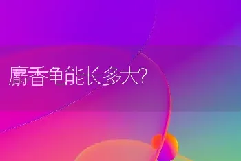 麝香龟能长多大？