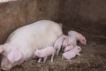 母猪不吃食怎样解决？