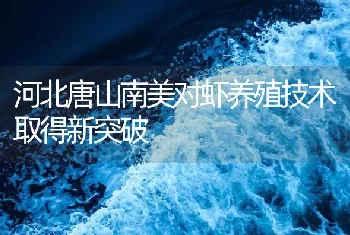 河北唐山南美对虾养殖技术取得新突破