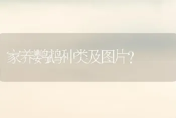 家养鹦鹉种类及图片？