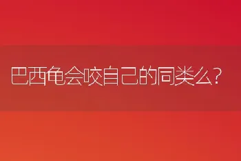 鹰嘴龟养殖场地是怎样的？