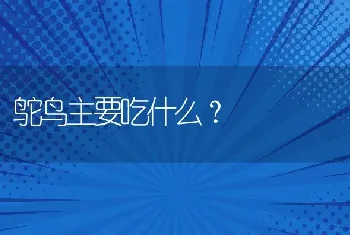 鸵鸟主要吃什么？