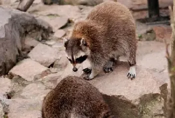 果子狸笼箱式狸舍