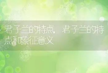 君子兰的特点，君子兰的特点和象征意义