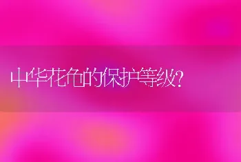 中华花龟的保护等级？