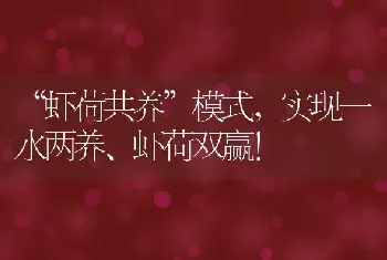 “虾荷共养”模式，实现一水两养、虾荷双赢！