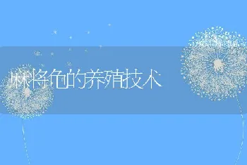 麻将龟的养殖技术