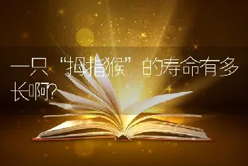 一只“拇指猴”的寿命有多长啊？