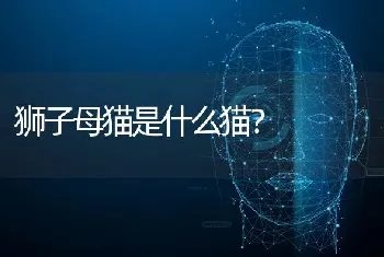 狮子母猫是什么猫？