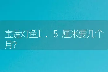 宝莲灯鱼1.5厘米要几个月？