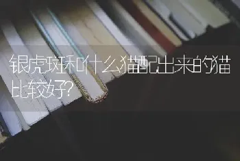 银虎斑和什么猫配出来的猫比较好？