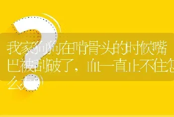 我家狗狗在啃骨头的时候嘴巴被刮破了，血一直止不住怎么办？