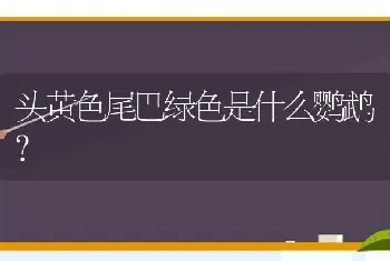 头黄色尾巴绿色是什么鹦鹉？