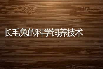 长毛兔的科学饲养技术