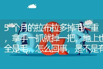 5个月的拉布拉多掉毛严重，拿手一抓就掉一把，地上也全是毛，怎么回事，是不是有皮肤病啊？