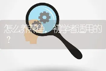 怎么养燕鱼，初学者适用的？