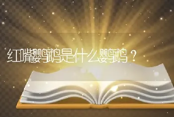 红嘴鹦鹉是什么鹦鹉？