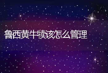 鲁西黄牛犊该怎么管理