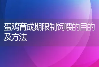 蛋鸡育成期限制饲喂的目的及方法