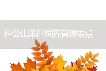 种公山羊的饲养管理要点